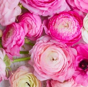 Meet your Posher, No greater love